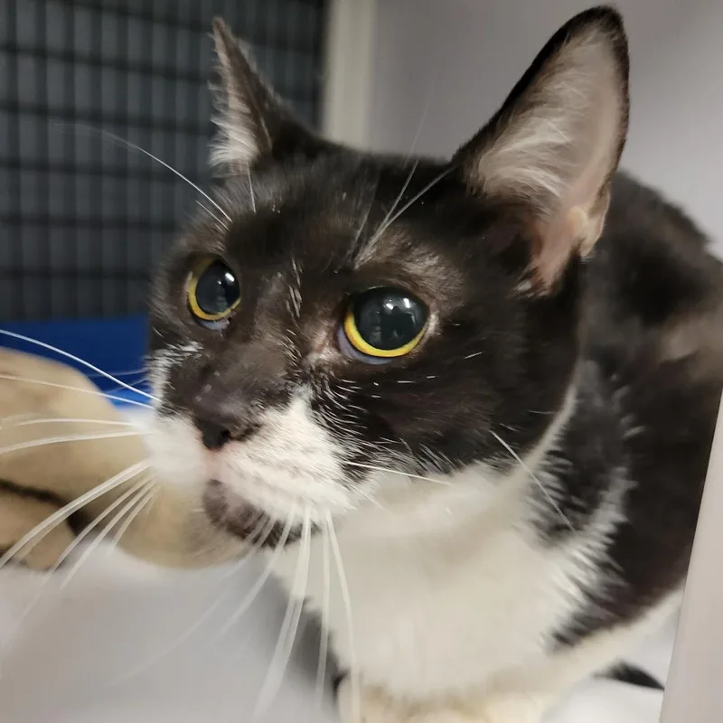 An adult medium-sized female Gray / Blue / Silver Domestic Short Hair cat named Daisy for adoption in Fredericksburg, VA