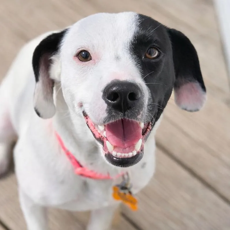 A young medium-sized female White / Cream Mixed Breed dog named Rory for adoption in Normal, IL