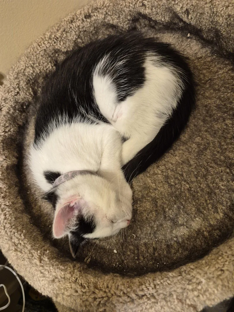 A young medium-sized female Black & White / Tuxedo Domestic Short Hair cat named Aberdeen for adoption in Ocean Pines, MD