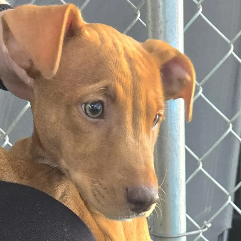 A baby small-sized female Brown / Chocolate Mixed Breed dog named Kona for adoption in Sonoma, CA