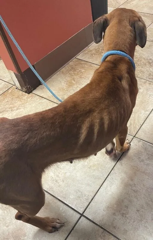 An adult medium-sized female Yellow / Tan / Blond / Fawn Mixed Breed dog named Sweetie for adoption in Cincinnati, OH