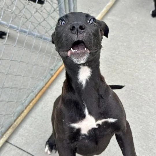 A baby small-sized male Black Labrador Retriever dog named Woods for adoption in Matteson, IL