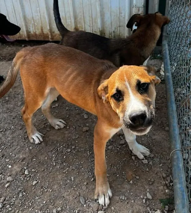 A young medium-sized male Golden Boxer dog named Dustin for adoption in Munfordville, KY
