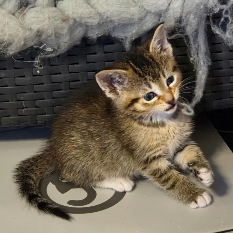 A baby small-sized female Black Domestic Short Hair cat named Caramel for adoption in Chaska, MN
