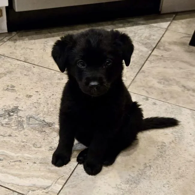 A baby medium-sized male Terrier dog named Woofles for adoption in San Diego, CA