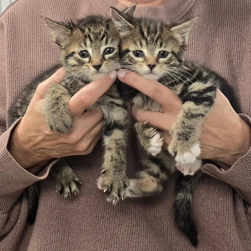 A baby small-sized male Brown / Chocolate Domestic Short Hair cat named Lil Rascal for adoption in Fairmont, WV