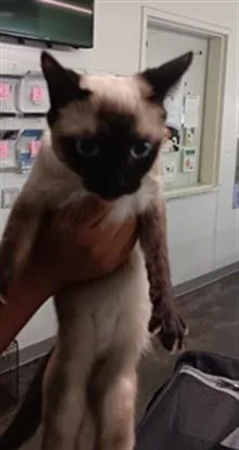 An adult medium-sized female Siamese cat named Smores for adoption in Los Angeles, CA
