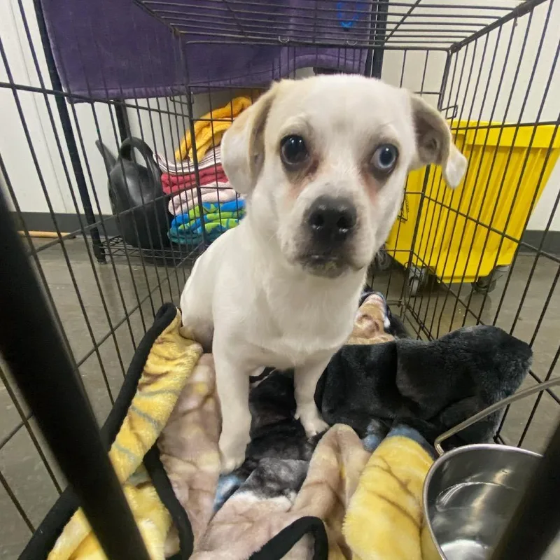 An adult small-sized male Mixed Breed dog named Miles for adoption in Dickinson, TX