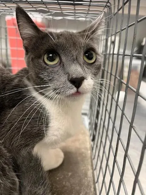 An adult small-sized female Domestic Short Hair cat named Silly Sally for adoption in Las Vegas, NV