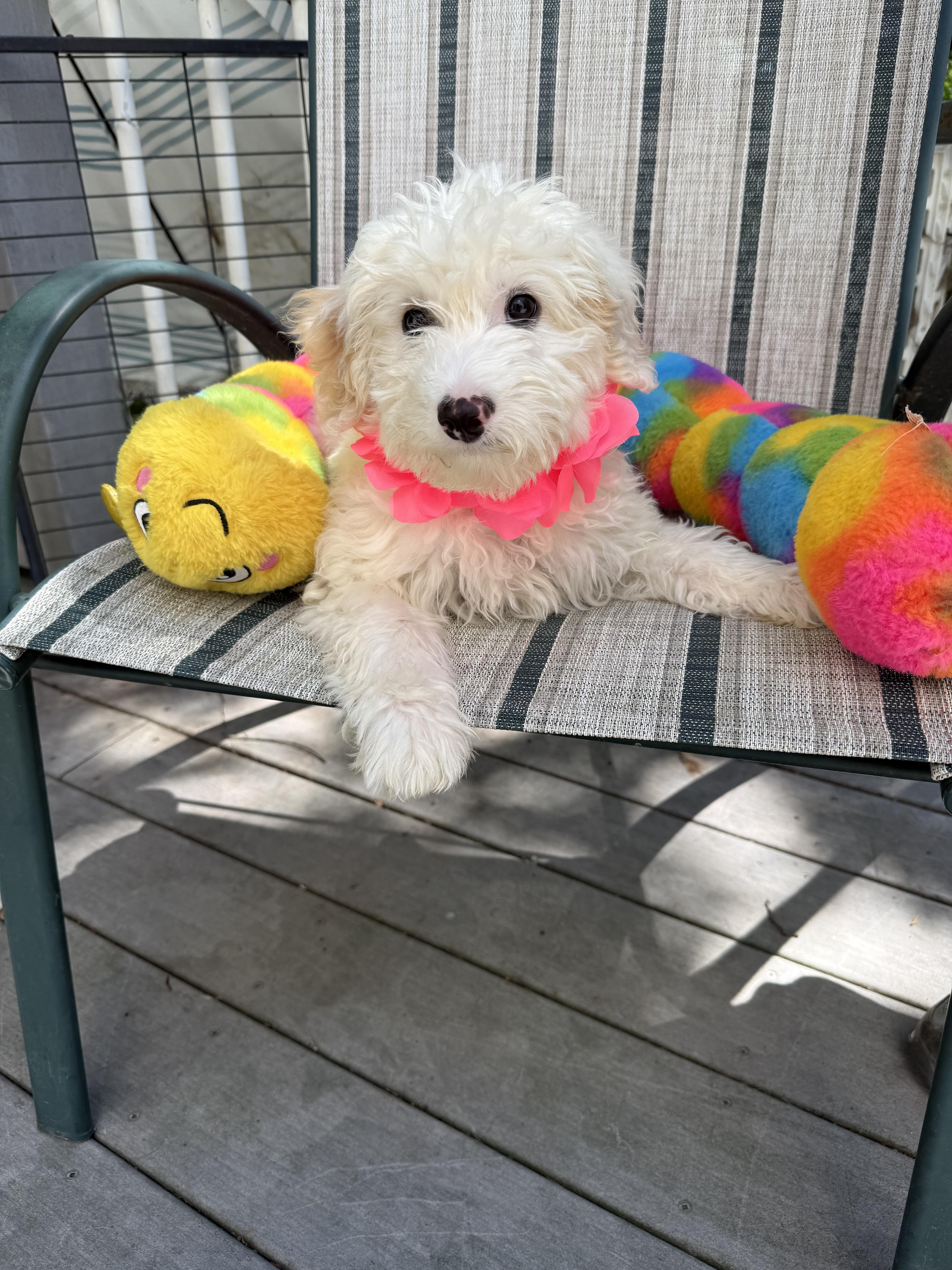 A baby small-sized male Goldendoodle dog named Maverick for adoption in White Lake, MI