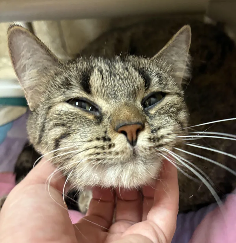 An adult medium-sized female Domestic Short Hair cat named Lavender Reduced Fee for adoption in Jefferson, WI