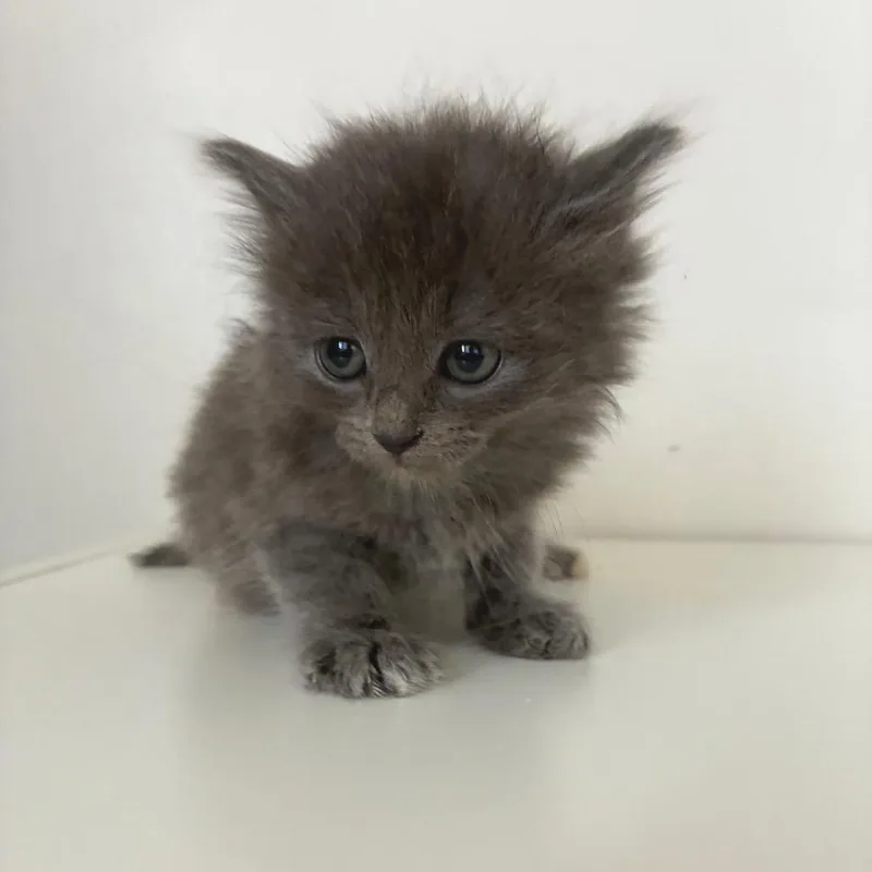 A baby small-sized male Domestic Long Hair cat named Rose In Manchester  for adoption in Alexandria, VA