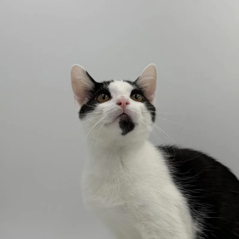 A baby medium-sized male Domestic Short Hair cat named Pitter for adoption in State College, PA