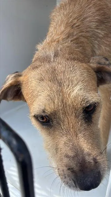 A young large-sized female Irish Terrier dog named A for adoption in Houston, TX