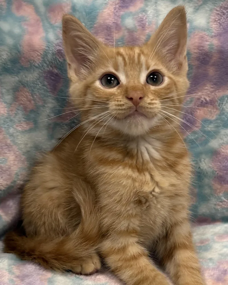 A baby medium-sized male Tabby (Orange / Red) American Shorthair cat named Rooster for adoption in Marvin, NC