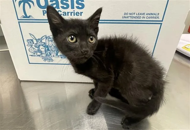 A baby small-sized female Domestic Short Hair cat named Lily for adoption in Ontario, CA