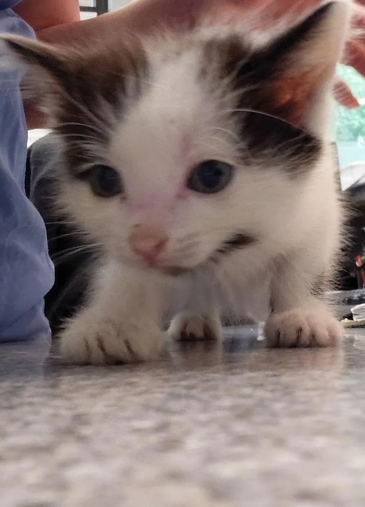 A baby small-sized female Domestic Short Hair cat named Sylvie for adoption in Henderson, NC