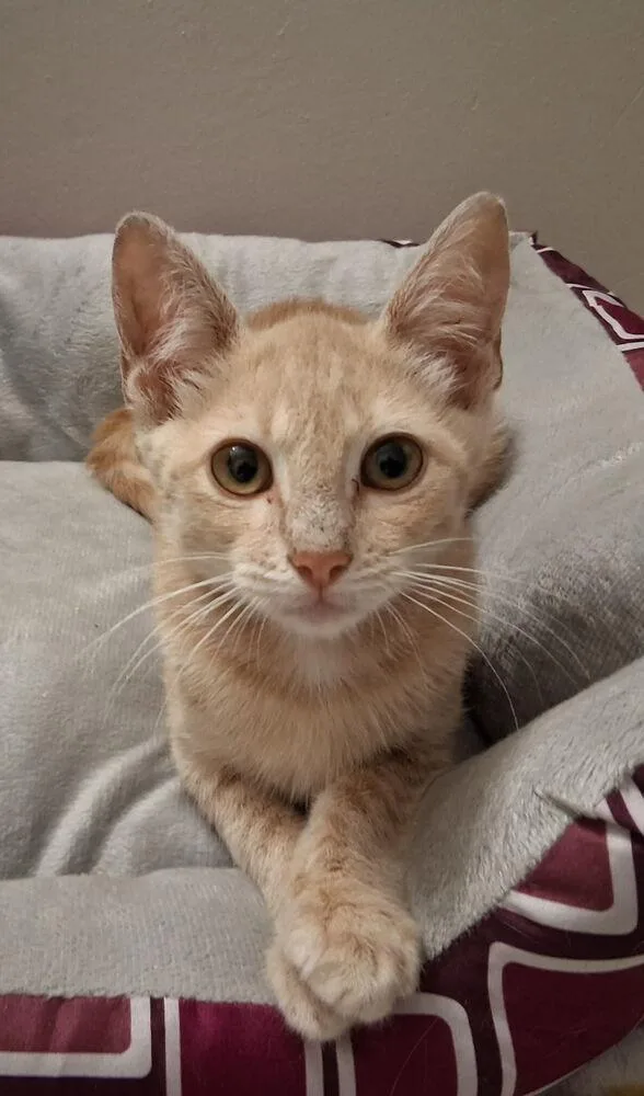 A baby small-sized male Domestic Short Hair cat named Carnegie for adoption in Dallas, TX