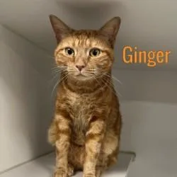 An adult medium-sized female Tabby (Orange / Red) Domestic Short Hair cat named Ginger for adoption in Pleasantville, NJ