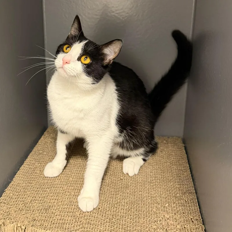 A young medium-sized female Domestic Short Hair cat named Julie for adoption in Jessup, MD