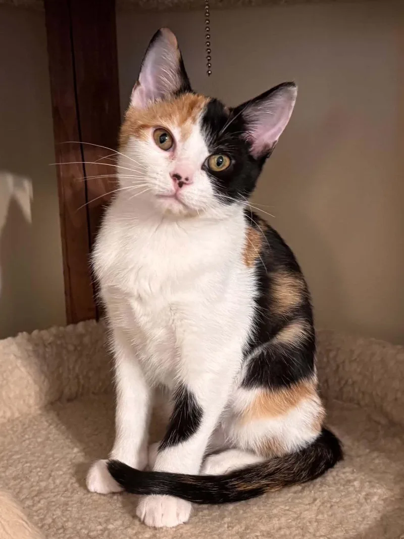 A baby small-sized female Domestic Short Hair cat named Celaena for adoption in Cookeville, TN