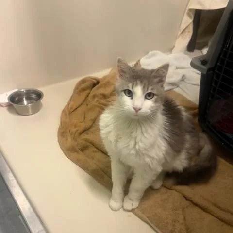 An adult medium-sized male Gray / Blue / Silver Domestic Short Hair cat named Chuck for adoption in St. Helena, CA