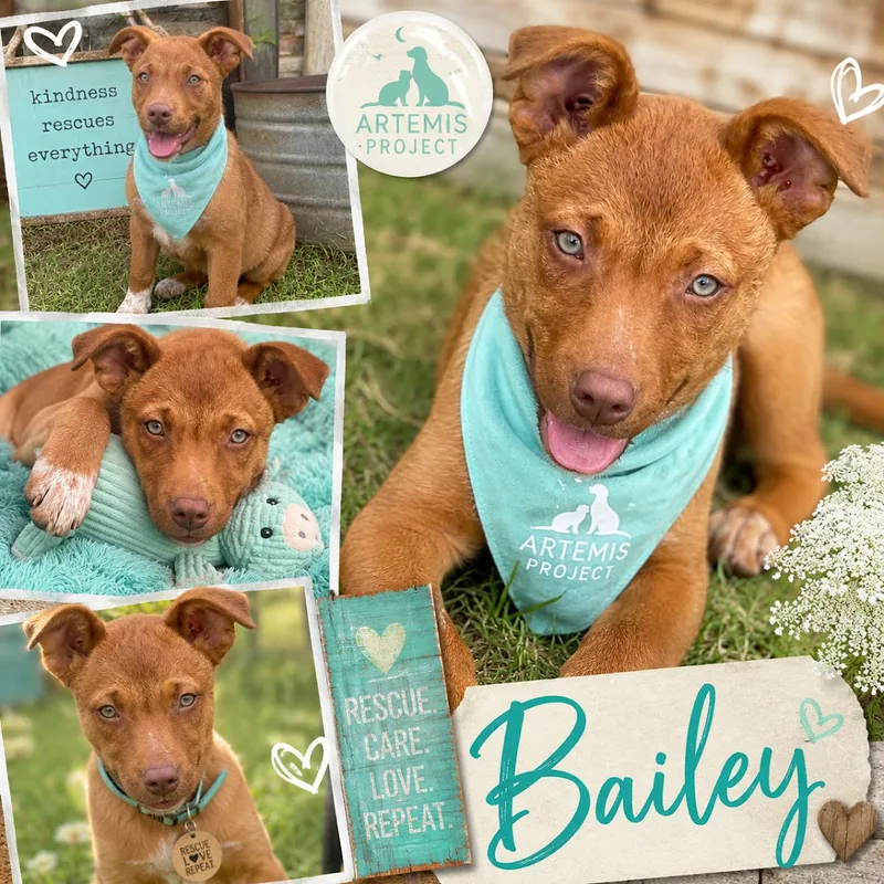 A baby medium-sized female Shepherd dog named Bailey for adoption in Zimmerman, MN