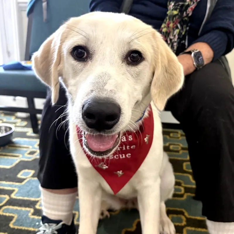 A young medium-sized female Yellow / Tan / Blond / Fawn Great Pyrenees dog named Dianne for adoption in LOXAHATCHEE, FL