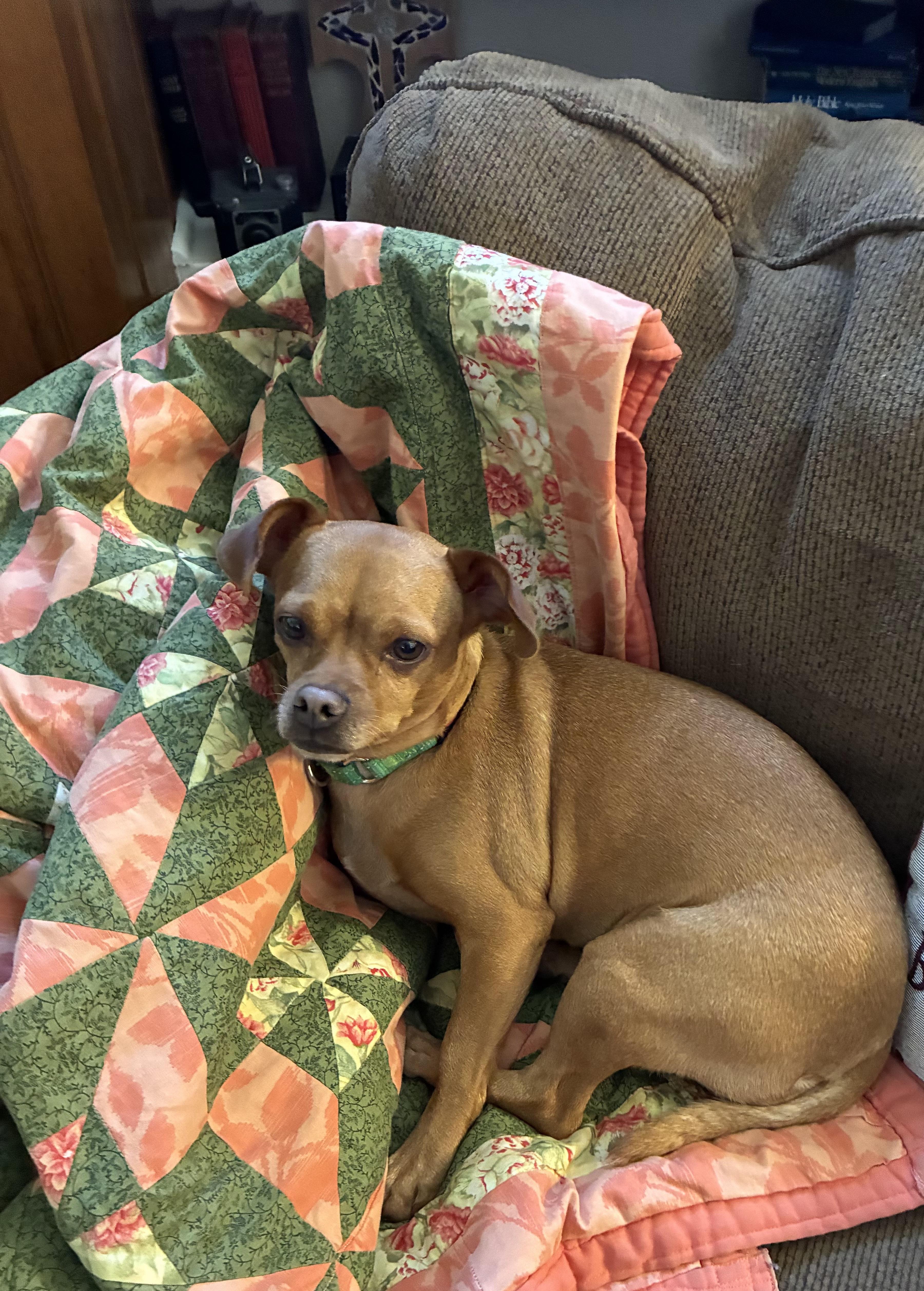 A young small-sized female Chihuahua dog named Roxy for adoption in Eagle, ID