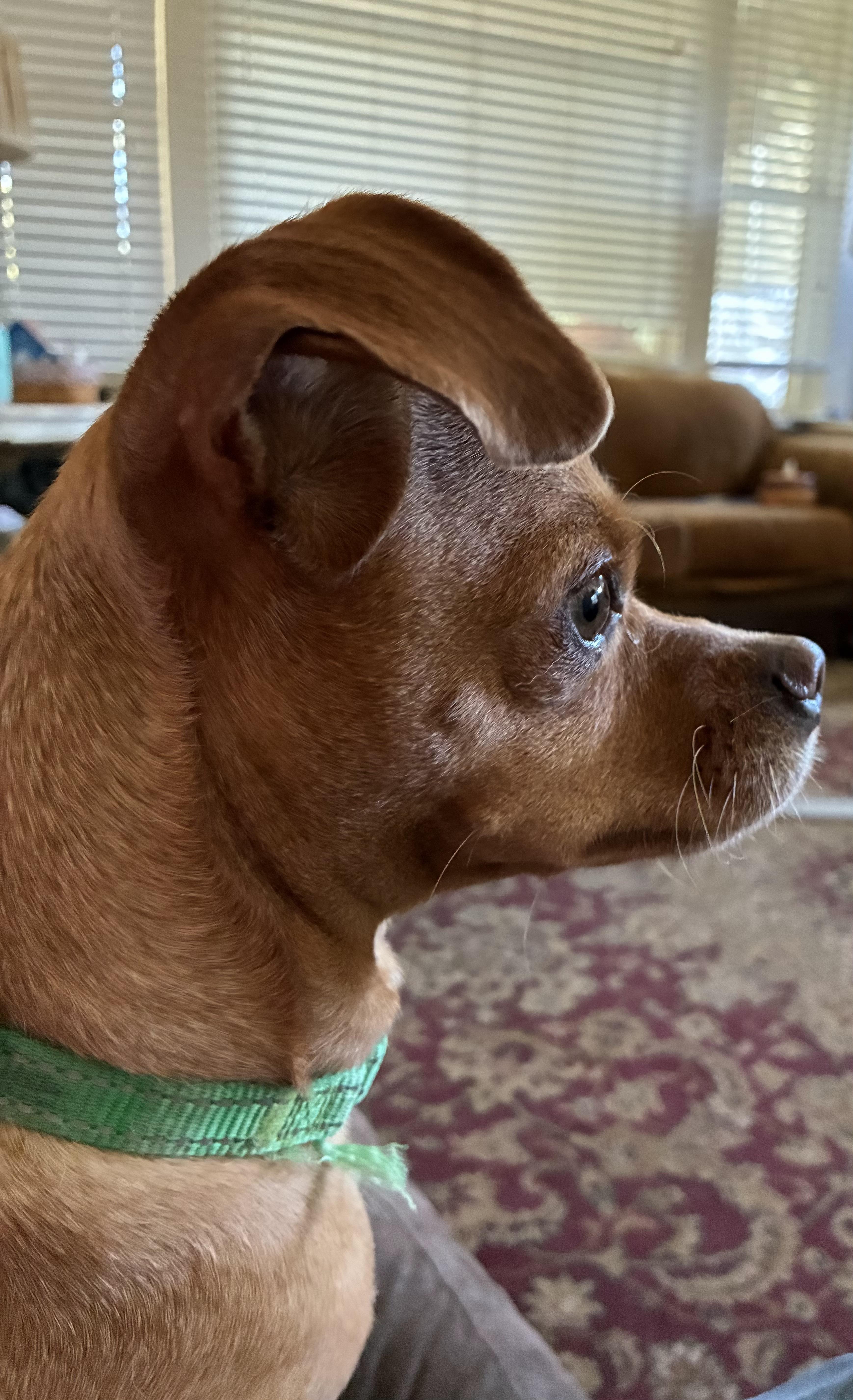Roxy thumbnail 5
