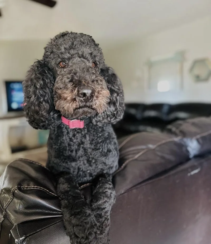 An adult large-sized male Black Poodle dog named Rooster for adoption in Tulsa, OK
