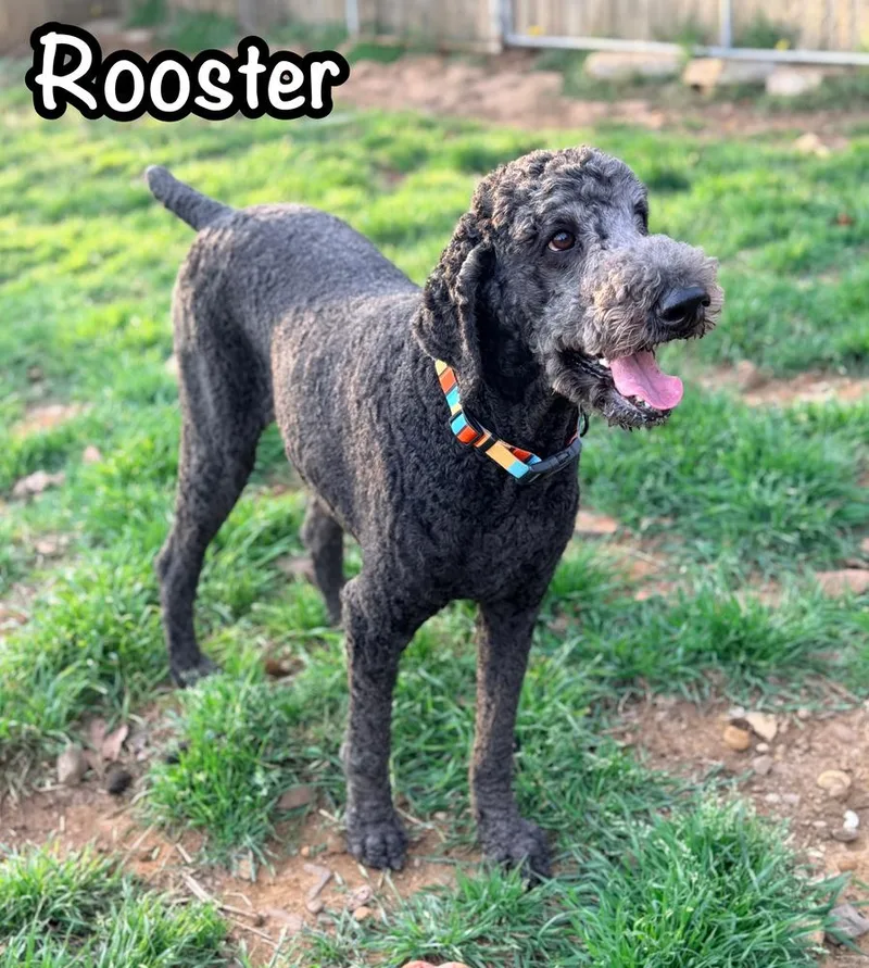 Rooster thumbnail 3