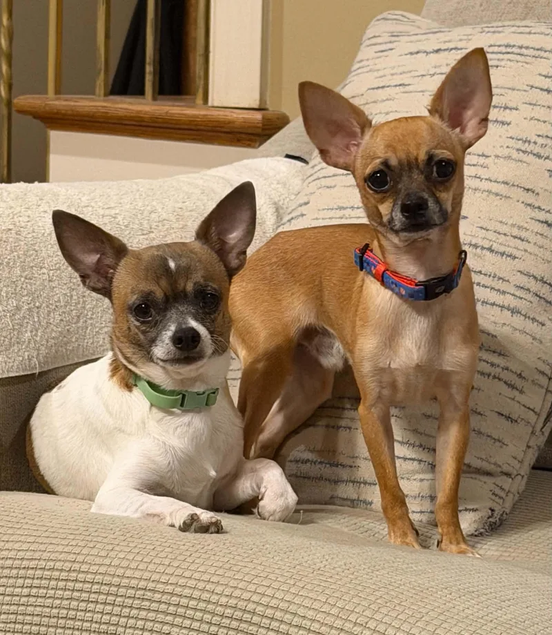 A young small-sized male Chihuahua dog named Theo for adoption in Calera, AL
