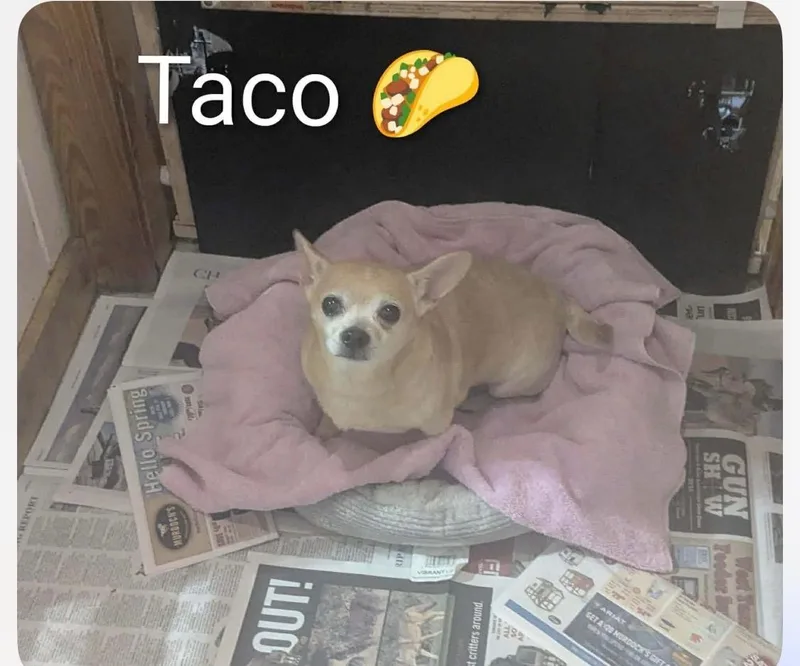 An adult small-sized male Chihuahua dog named Taco for adoption in Armada, MI
