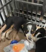 A young medium-sized male Australian Shepherd dog named Pinto for adoption in Munfordville, KY