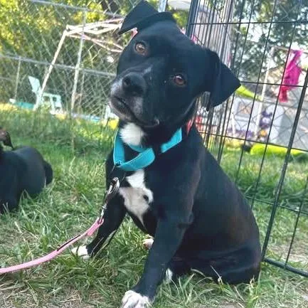 An adult small-sized male Black Mixed Breed dog named Kilo for adoption in Fredericksburg, VA