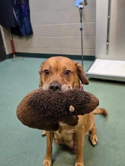 An adult medium-sized female Golden Retriever dog named Ponyo for adoption in Williamsport, PA