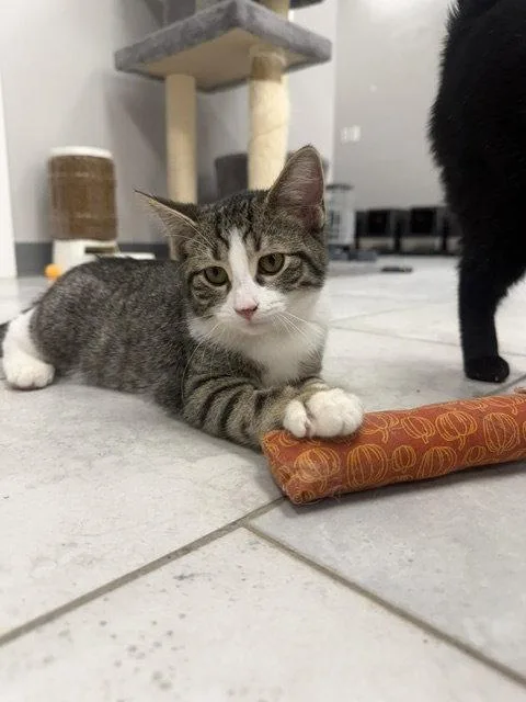 A young medium-sized male Domestic Short Hair cat named Pickle pants for adoption in Rochester, NY