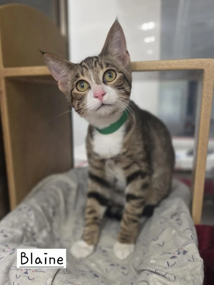 A baby small-sized male Domestic Short Hair cat named Blaine for adoption in Metamora, IL