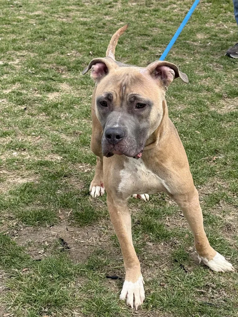 Gracie Lou thumbnail 2