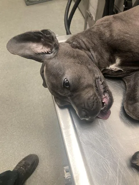 A baby small-sized female Cane Corso dog named Lil for adoption in Dallas, TX