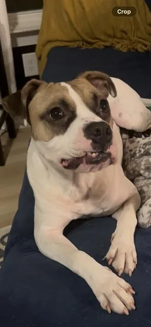 A young large-sized male Boxer dog named Lincoln for adoption in Charlotte, NC