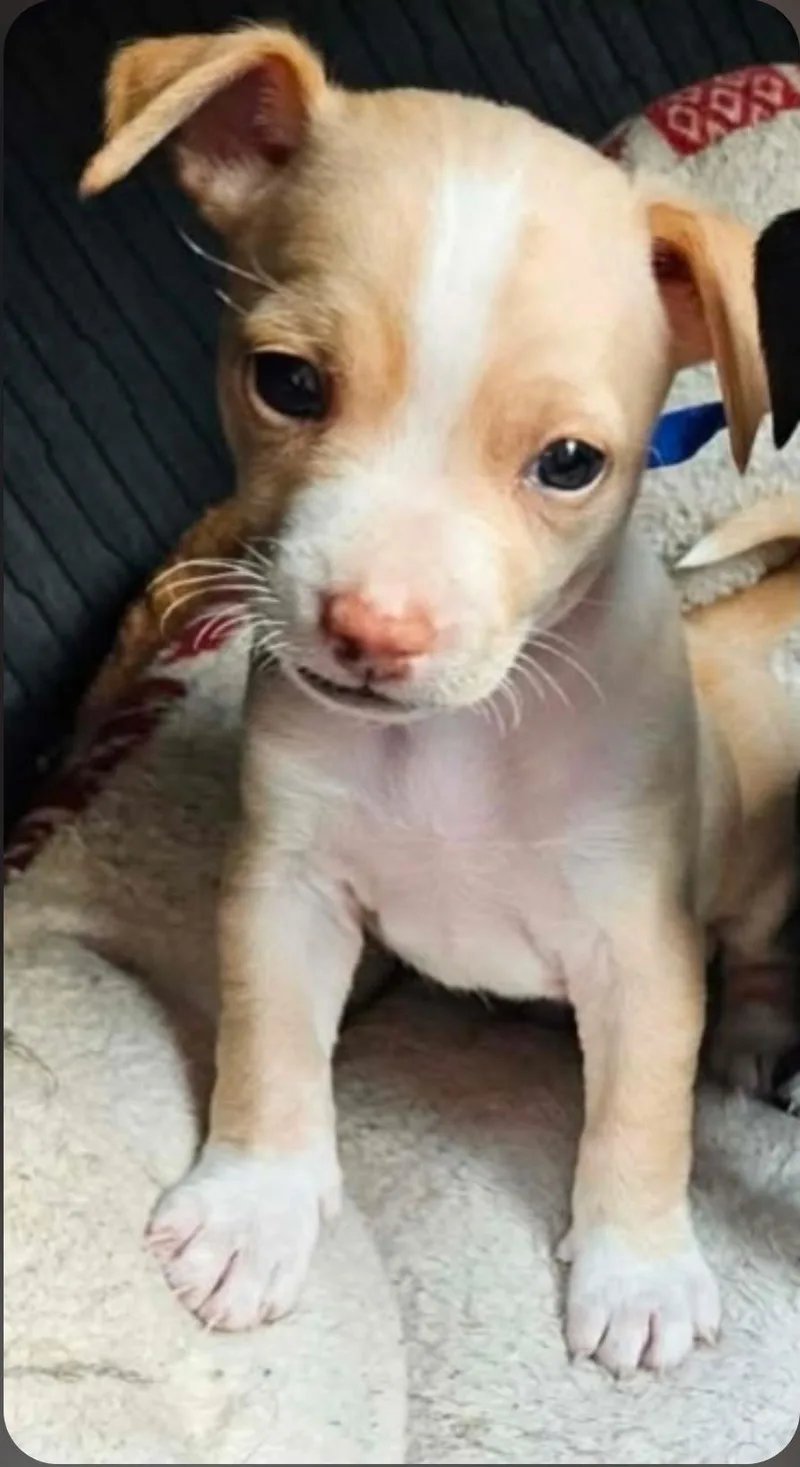A baby small-sized male Apricot / Beige Chihuahua dog named Walle for adoption in Galt, CA