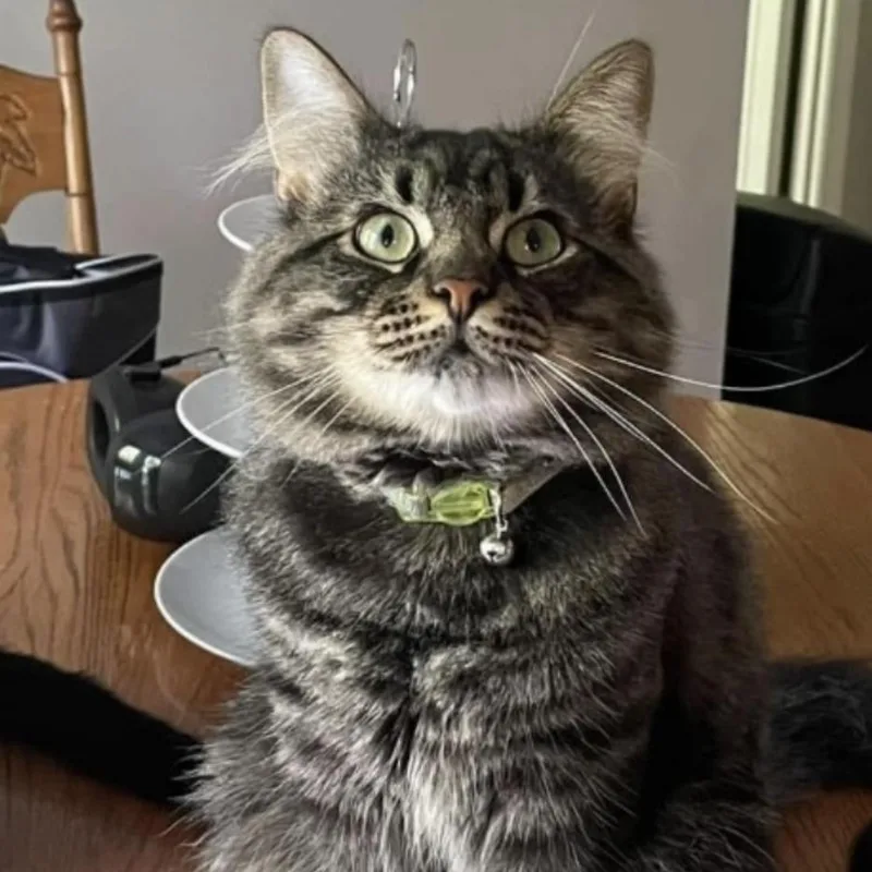 An adult small-sized male Gray / Blue / Silver Domestic Long Hair cat named Lu for adoption in Lynchburg, VA