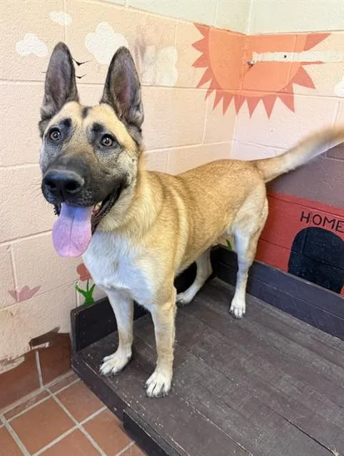 A young large-sized male German Shepherd Dog dog named Rusty for adoption in Castaic, CA