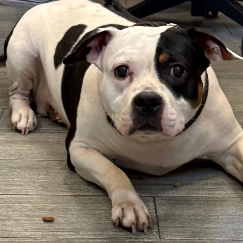 An adult medium-sized female White / Cream Mixed Breed dog named Princess Sunshine for adoption in Jacksonville, FL