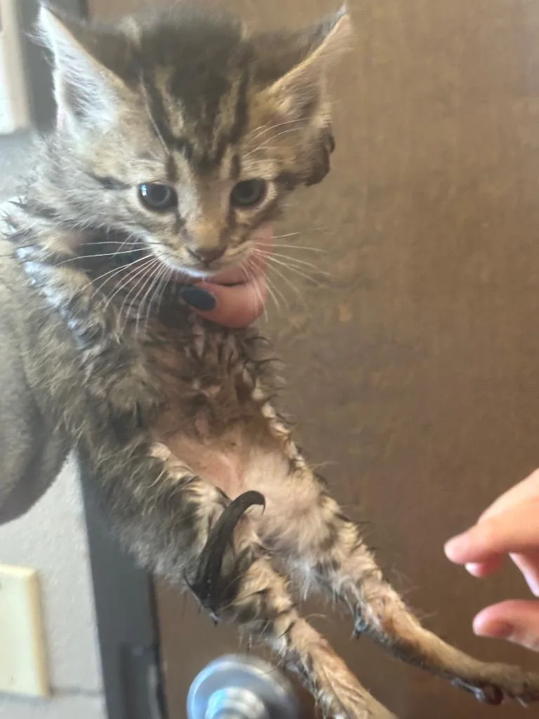 A baby small-sized male Domestic Short Hair cat named Wink for adoption in Gallatin, TN