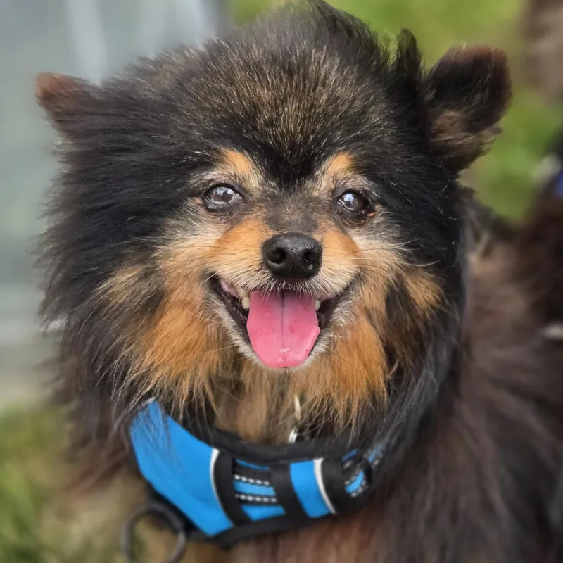 A senior small-sized male Tricolor (Brown, Black, & White) Pomeranian dog named Manzo for adoption in Normal, IL