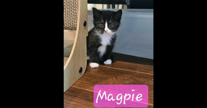 A baby small-sized female Black & White / Tuxedo Domestic Short Hair cat named Magpie for adoption in Chalfont, PA