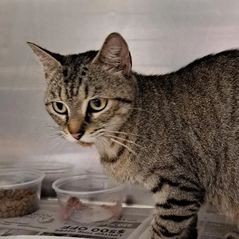 A young medium-sized female Gray / Blue / Silver Domestic Short Hair cat named Jessie for adoption in Milton, FL